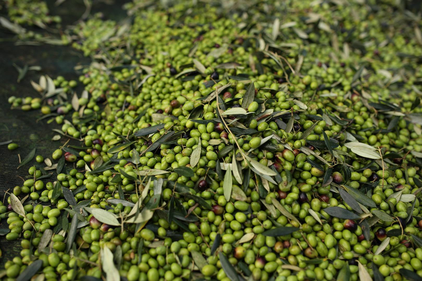 OLIVE GROWING Olio Solum
